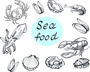 Sea food, marine, crab, lobster, oyster, scallops, shrimps vector hand drawn isolated illustration on bright background
