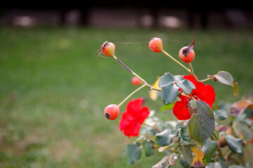 Blooming rosehip flower, beautiful red flower on a bush branch