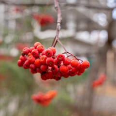 Red rowan berries close-up layout after frost sweet on the background of a green Christmas tree in the city