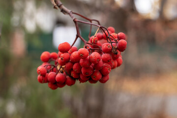 Red rowan berries close-up layout after frost sweet on the background of a green Christmas tree in the city