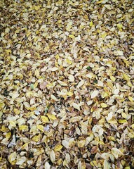 autumn leaves on the ground