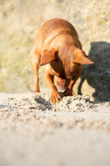 small brown pinscher dog making hole in the sand on the beach