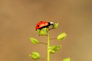 Black spotted ladybug on a flower.