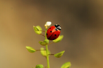 Close-up of a ladybird on a flower.