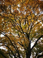 autumn trees in the park