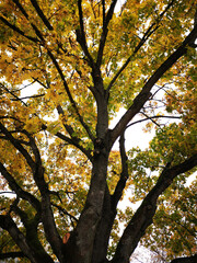 autumn tree in the park