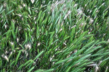 Wild barley (Hordeum murinum) grows in nature
