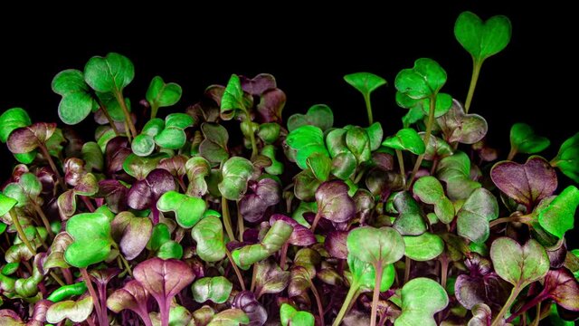 Radish Sango Microgreens Moving Seedling in Timelapse. Fresh Sprouts Grows Up Fast Concept