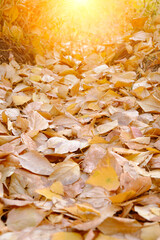 Fallen autumn foliage on a bright sunny day, with a sunny glow.