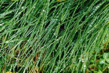 Defocus close up fresh thick grass with water drops in the morning background.