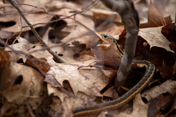 Fototapeta premium Gardner Snake hidden in leaves 1