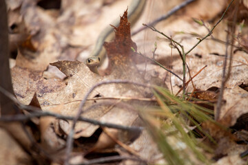 Gardner Snake hidden in leaves 2