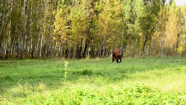 A cow grazes in a meadow. Early autumn. Static video camera. High quality 4k footage