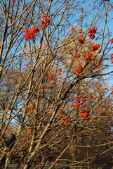 Autumn tree with leafless leaves and bright red fruits of mountain ash. Bright red rowan fruits on a blue sky background. The autumn time has come.