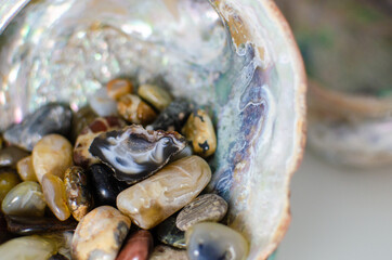 close up of a shell