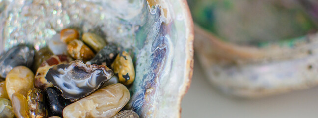 abalone shell 