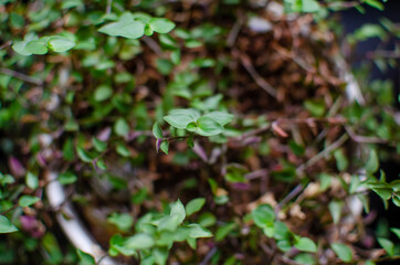 Green leaves house plant 