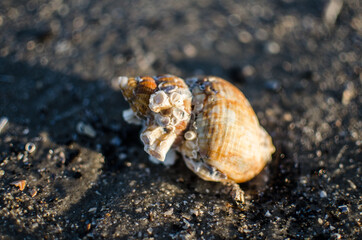 hermit crab on the beach