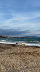 dogs on the beach