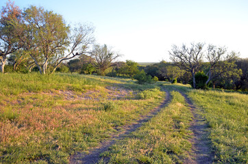 Camino rural a la tarde un hermoso día de primavera sin nubes alrededor de los árboles y la naturaleza