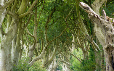 Dark Hedges, Northern Ireland