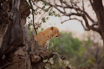The African leopard (Panthera pardus pardus) male on the hunt. Hunting African Leopard with open mouth. South Luangwa,