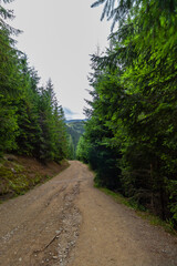 Fototapeta na wymiar Photo with an dirt road through the forest, among the green fir trees, leading to the mountain