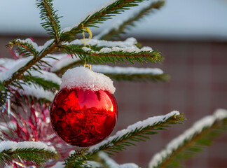 Christmas balls hanging on a tree growing in the city near an apartment building.