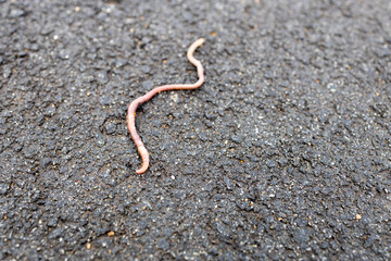 red earthworm crawling on the asphalt