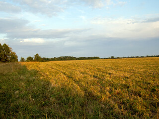 mowed field with wheat at sunset