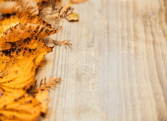 Yellow autumn leaves on a light wooden background. Empty space for the text.Autumn background.