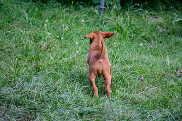dog in the field