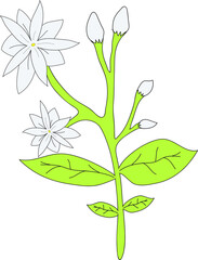 Jasmine Flower. White Jasmine isolated on white background. Vector illustration