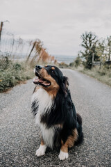 Hund 