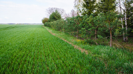 edge of cereal field and garden edge, pine hedge, spring