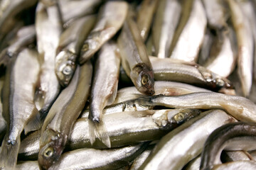 Сapelin fish on a shop display close-up. Fish supermarket. A wide variety of fish. Fish background close up