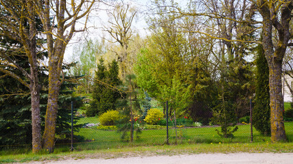 Decorative garden behind the fence in the spring. The leaves of the trees bloom and various flowers begin to bloom in the beds.