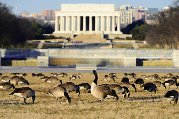 Washington DC in witner
