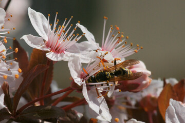 Wespe trinkt Nektar im Frühling © Naturaliste