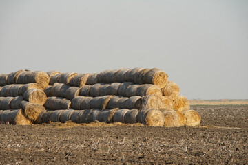 Hay bales in a field. Autumn story. 