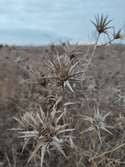 cactus in the desert