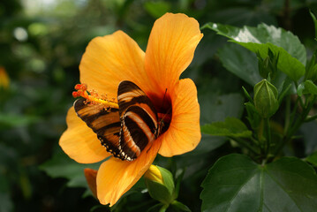 oranger Hibiskus mit Schmetterling Insel Mainau © Naturaliste