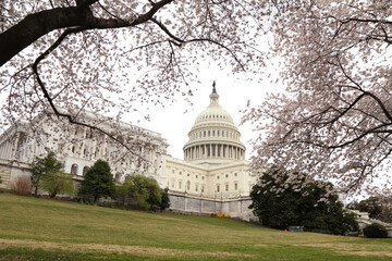 U.S. capitol building with cherry blossoms 