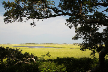 Marshes of North Carolina 