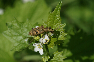 brauner Käfer auf Knoblauchhederich