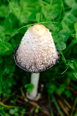 delicious lepiota, a mushroom highly desired by lovers of edible mushrooms 
