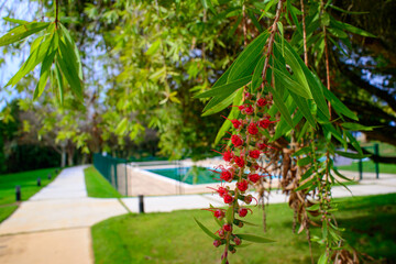 nice recreation area with pool, grass and trees that give very good shade