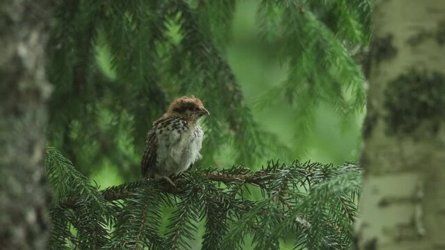 Small Hazel grouse, Tetrastes bonasia chick perhed on a European Spruce branch during a cold and rainy summer day in Estonian boreal forest.	