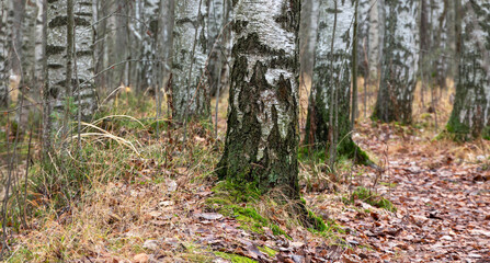 Birch trunks in a grove on a cloudy autumn day