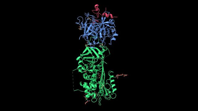 Structure of the antithrombin (green)-thrombin (blue-pink) ternary complex. Animated 3D cartoon and Gaussian surface models, chain id color scheme, PDB 1tb6, black background